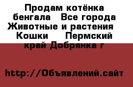 Продам котёнка бенгала - Все города Животные и растения » Кошки   . Пермский край,Добрянка г.